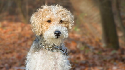 Close up shot of a Wire Fox Terrier dog looking around in the field