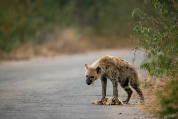  Selective focus of a Spotted hyena eating something from the ground in Kruger National park © Etienne Botha/Wirestock Creators