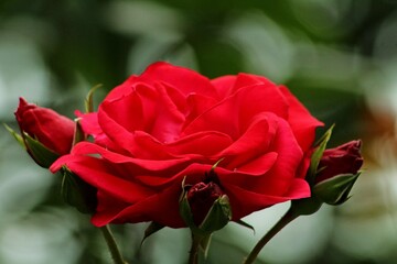 Closeup shot of a red rose in a garden during the day