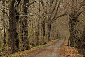 Naklejka premium Beautiful shot of a forest with leafless trees in winter