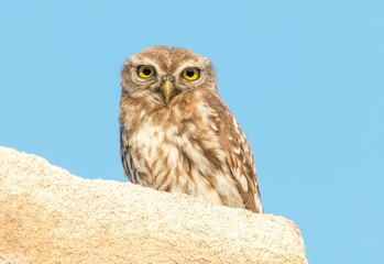 Closeup shot of a little owl looking directly at the photographer