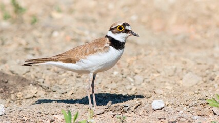 Closeup shot of a little ringed plover bird perched on a sandy surface
