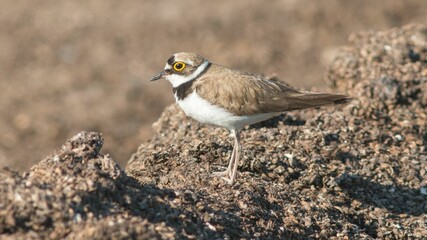 Closeup shot of a little ringed plover bird perched on a rocky surface