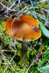 Closeup shot of a small brown mushroom grown in a forest during the daytime