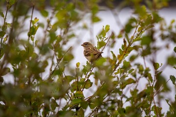 Cute common sparrow (Passer domesticus) resting on a tree branch on the blurred background