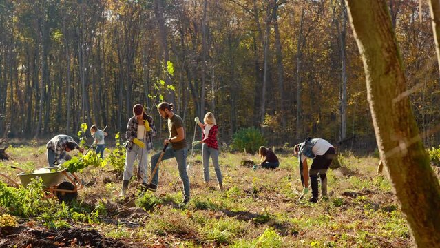 Eco activists and volunteers working on sunny autumn day in park and planting seedlings of trees. Outdoor. Men and women cooperating and coworking while protecting nature and planet.