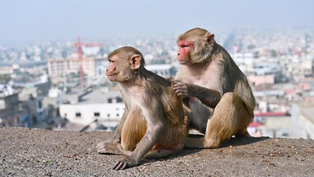 Closeup shot of the three monkeys on the background of the city
