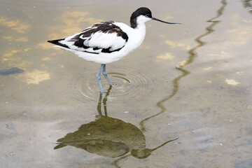 Wasserläufer im Teich mit eigener Spiegelung