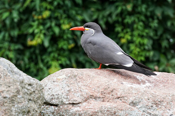 Sitzender Vogel mit orangem Schnabel