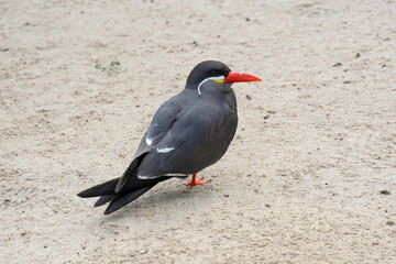 Vogel im Sand am Boden