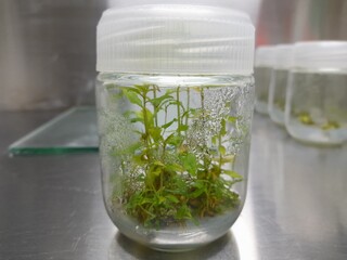 Pomegranate tissue culture plants