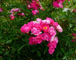 Closeup of the pink shrub roses against the green bush leaves