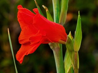 Closeup of a red gladiolus against the blurred green background