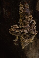Fototapeta na wymiar Vertical selective focus of mushrooms on a tree