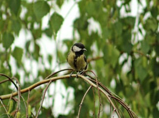 Closeup shot of a great tit bird on a tree in a forest during the day