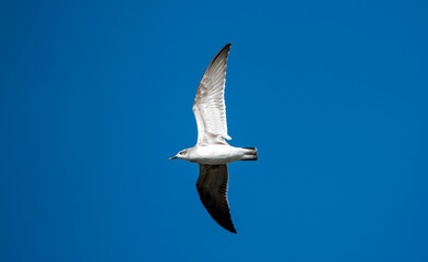 A bird flying in a clear blue sky