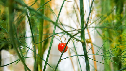 red mature berry of asparagus plant. non edible. harvested for its seeds for propagation purpose.