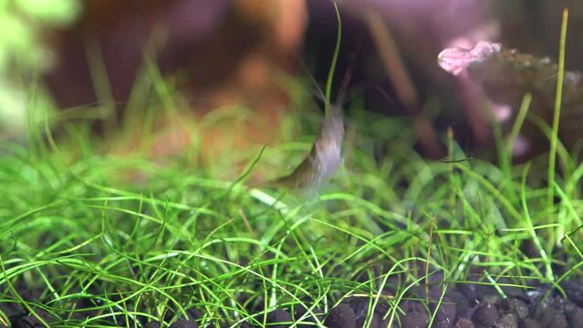 Freshwater Amino shrimp eating Algae macro shot. Algae-eating or cleaning shrimp, Palaemonetes paludosus feeders. Close up with very shallow depth of field.
