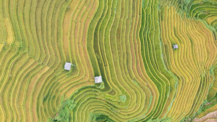 Rice fields on terraced prepare the harvest at Northwest Vietnam.