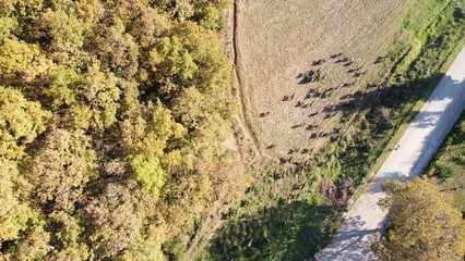 Aerial view of an open field and a small forest located on the side of a highway road