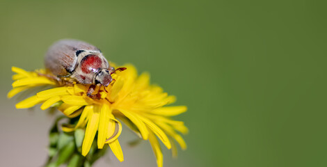 Melolontha beetle sitting on yellow dandelion flower close up