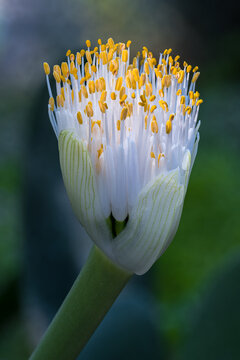 Flower of Dappled Snowbrush (Haemanthus albiflos)