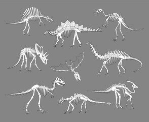 Dinosaur bones vector illustrations set.