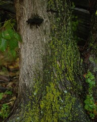 Closeup shot of the wild mushrooms on the tree