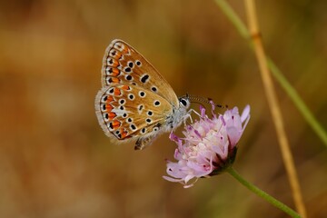 Closeup of Provence chalk-hill blue butterfly pollinating a pink flower in the garden