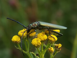 Closeup of Musk beetle on yellow Tansy flower in the garden