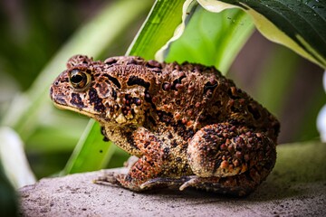 American brown speckled toad sitting on a stone under big green leaf