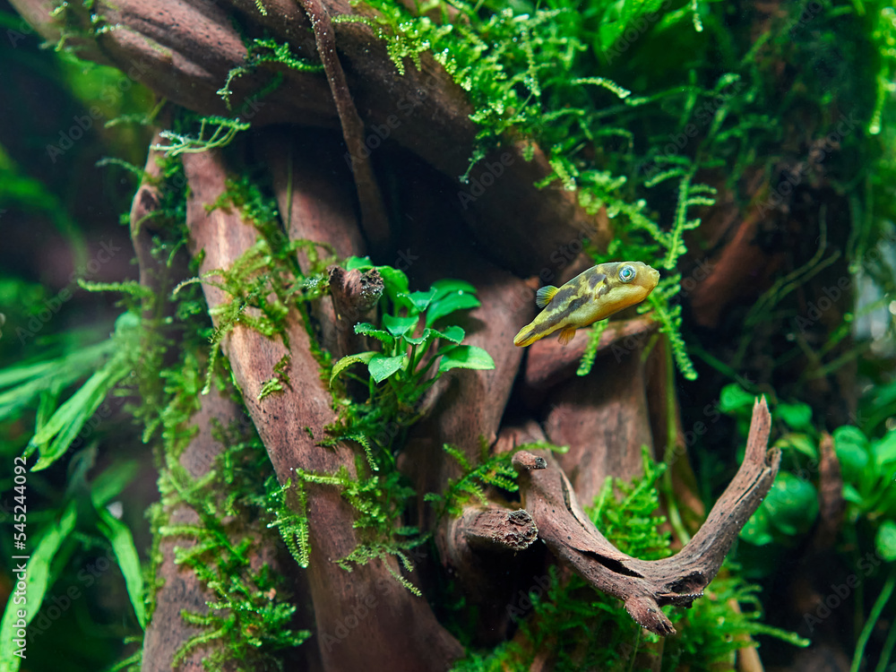 Poster Dwarf pufferfish in the freshwater planted aquarium with big roots and moss - Posters