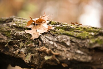 Tree branch with autumn leaves on it