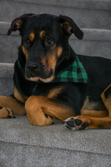 portrait of a dog laying on stairs wearing a green plaid bandana on steps tired sleepy puppy