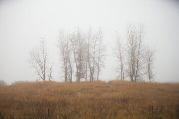 Foggy field with bare trees during autumn