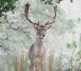 Portrait of a graceful European fallow deer captured in its natural habitat