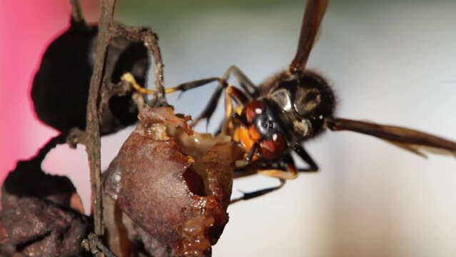 Asian hornet eating grapes