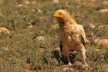 Closeup shot of a brown Egyptian vulture with a yellow face standing in the field