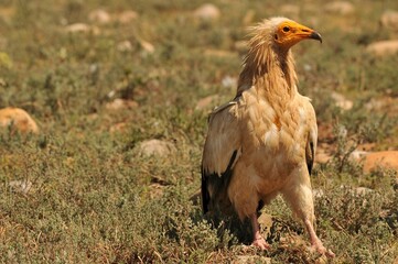 Closeup shot of a brown Egyptian vulture with black wins standing in the field