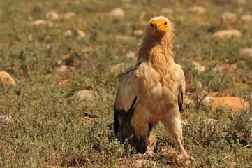 Closeup shot of a brown Egyptian vulture looking at the camera in the field