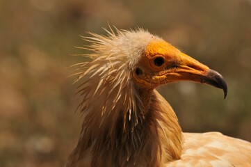 Portrait of an Egyptian vulture with a brown plumage and yellow beak on an isolated background