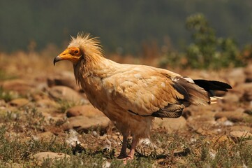 Closeup shot of a brown Egyptian vulture with a black tale in the field on an isolated background
