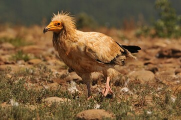 Closeup shot of a brown Egyptian vulture surrounded by green plants and stones in the field