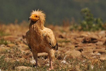 Closeup shot of a brown Egyptian vulture with funny hair in the field