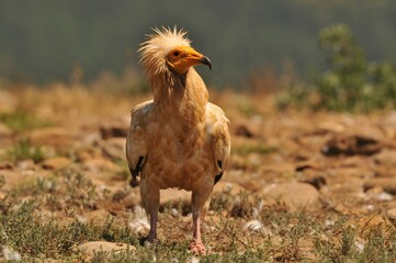 Closeup shot of a brown Egyptian vulture resting on the rocky land in the field