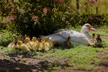 PATA BLANCO Y PATITOS
