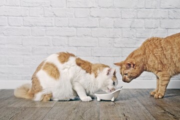 Ginger cat looking jealous to a tabby cat eating  from a food bowl.