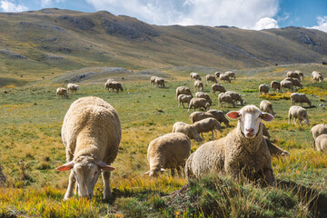 Obraz premium sheep in the field