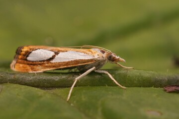 Closeup shot of the Catoptria pinella crambidae moth on a green leaf