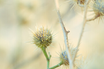 Buffalo bur plant closeup with blurred background in Texas.